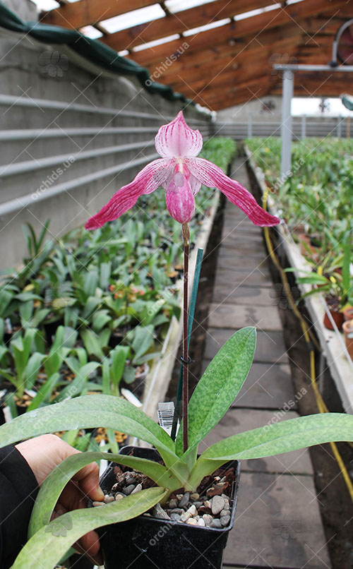 Paphiopedilum delenatii x Lady Isabel.jpg