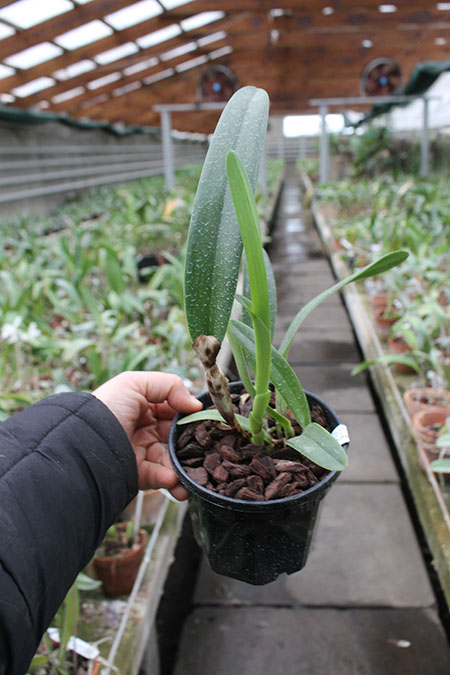 Laeliocattleya Mary Elizabeth Bohn 'Akiyama.jpg