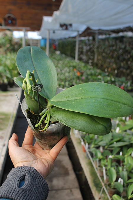 Phalaenopsis Chienlung Giant Leopard.jpg