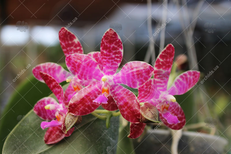 Phalaenopsis Joey (gigantea x lueddemanniana).jpg