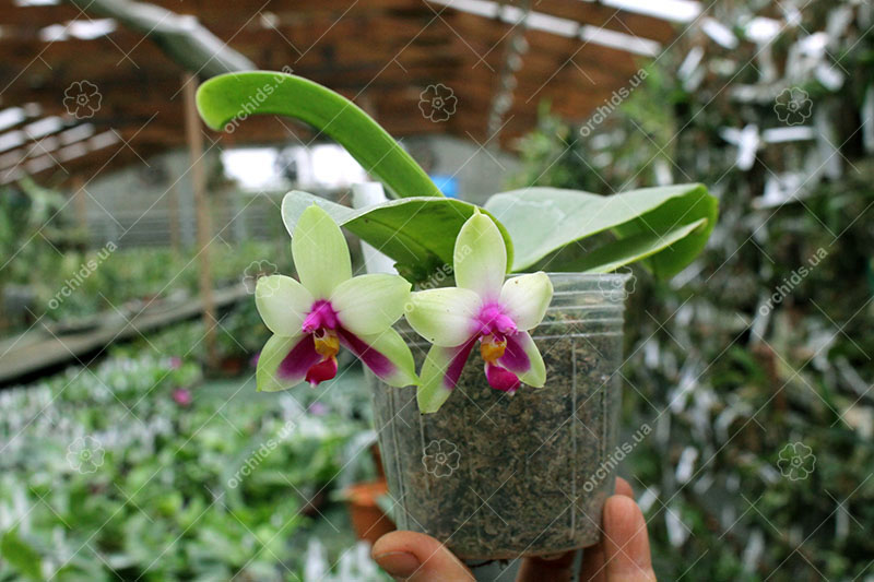 Phalaenopsis bellina 'LD' x bellina 'Lee'.jpg