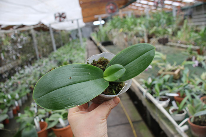 Phalaenopsis Timothy Christopher 'Joseph Wu'.jpg