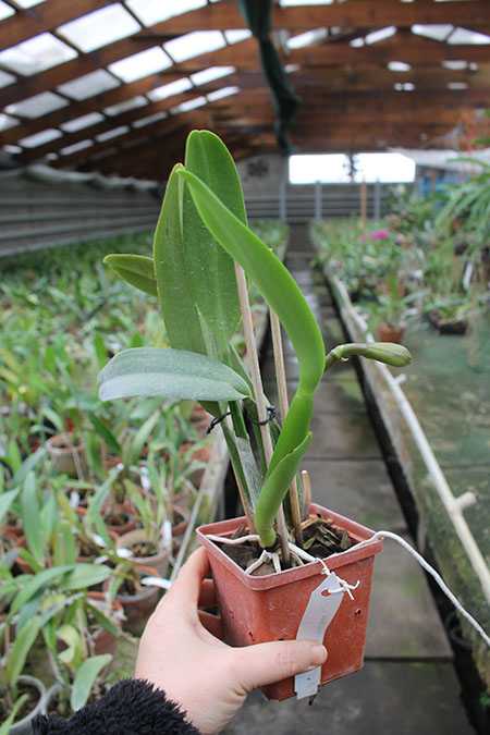 Brassocattleya Chief Pink 'Diana'.jpg