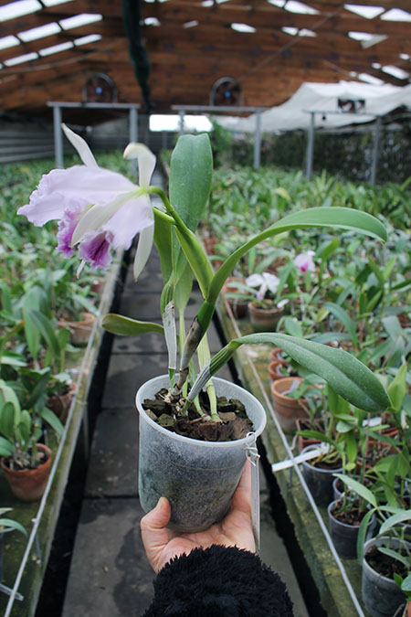 Cattleya jenmanii coerulea 'Pedra Azul' x SELF.jpg
