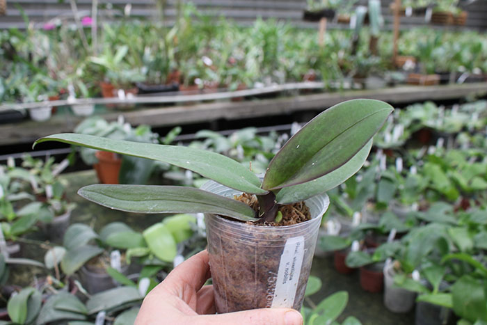 Phalaenopsis stuartiana var nobilis.jpg