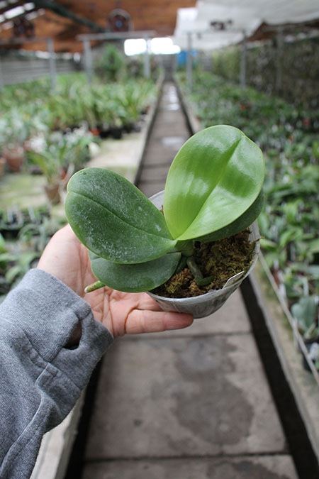Phalaenopsis AL Sun Hannover Red.jpg