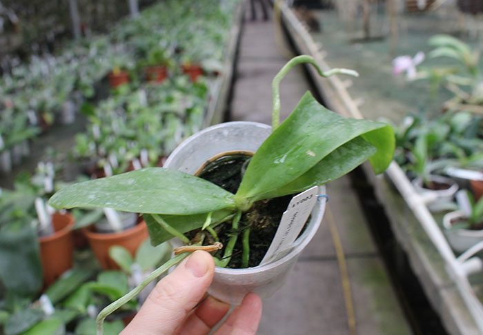 Phalaenopsis tetraspis ‘C#1’ x maculata flava.jpg