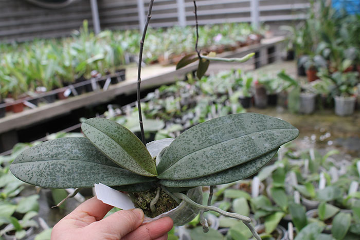 Phalaenopsis Venus.jpg