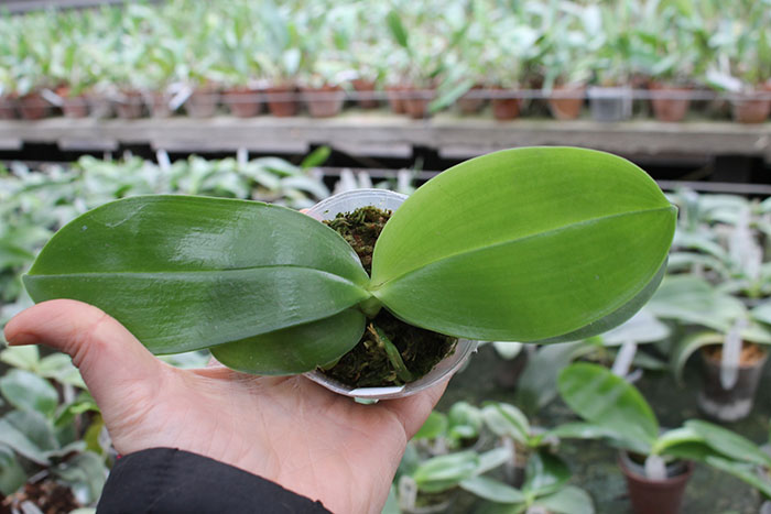 Phalaenopsis Yaphon 'Oh Mygod' x Chienlung 'Happy Queen'.jpg