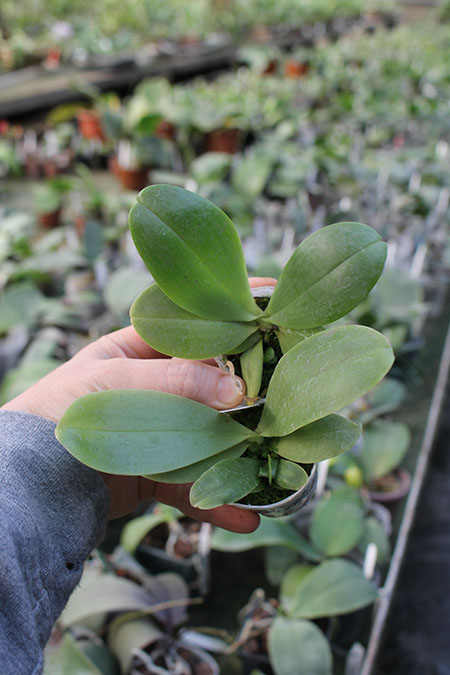 Phalaenopsis Yungho Gelblitz x violacea indigo.jpg