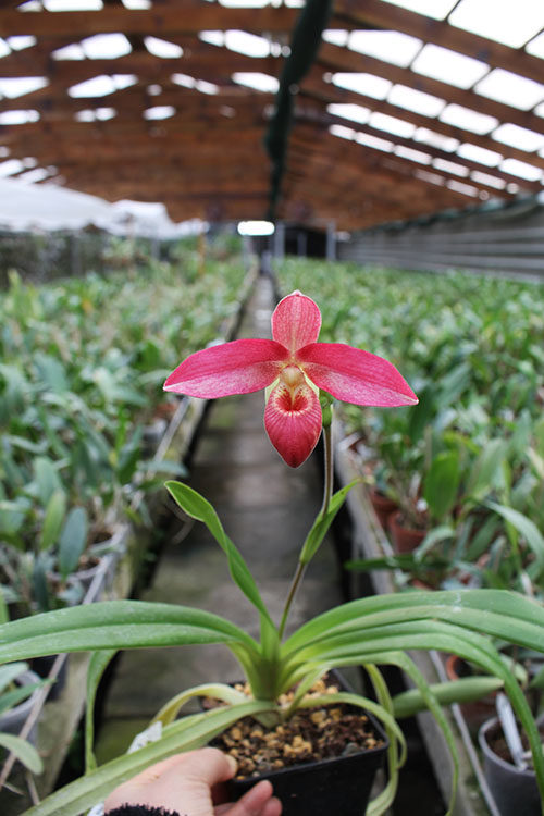 Phragmipedium Inca Fire (Andean Fire x besseae).jpg