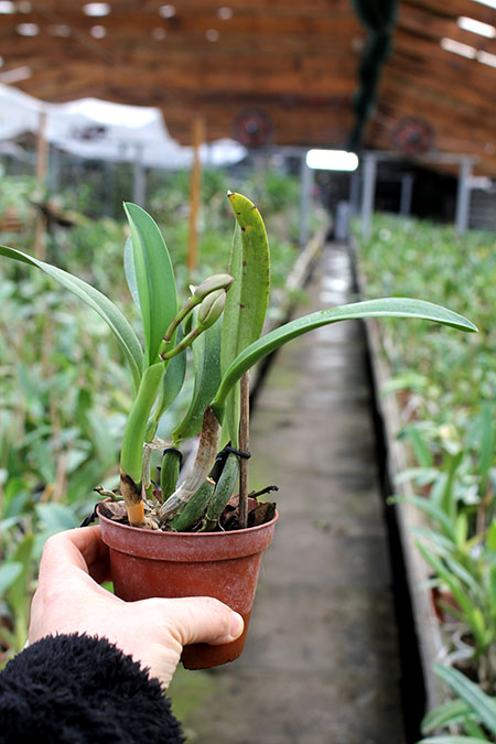 Potinara Angel Kiss.jpg