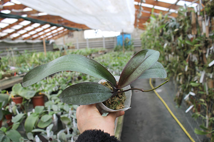 Phalaenopsis stuartiana x sib.jpg