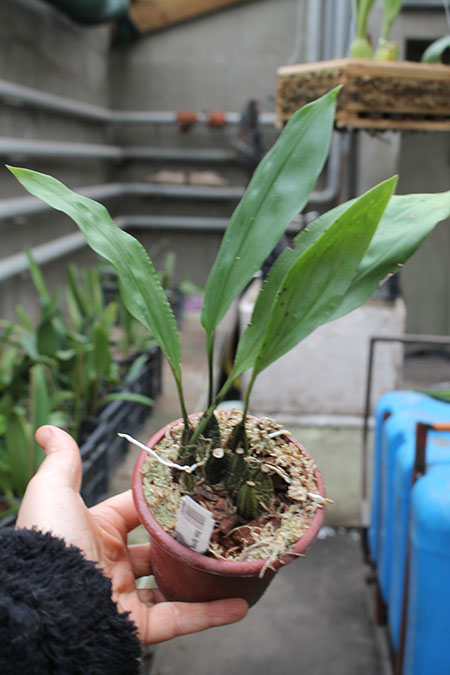 Stanhopea tigrina.jpg