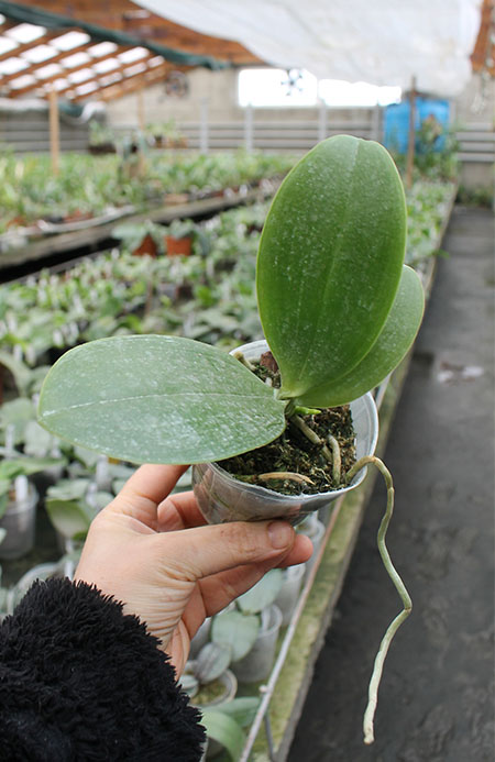 Phalaenopsis Sogo Pony.jpg