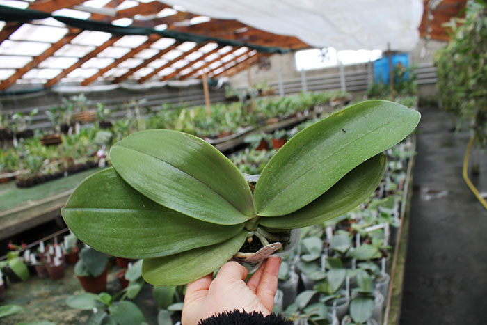 Phalaenopsis Sogo Ember x violacea indigo.jpg