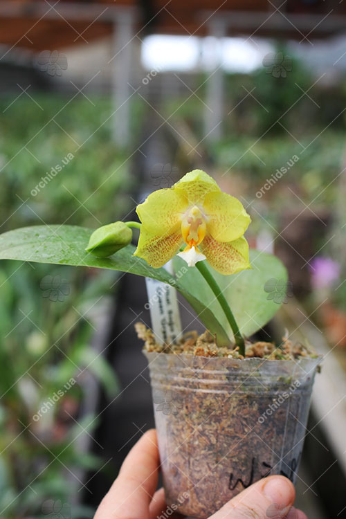 Phalaenopsis Sogo Shito x AL Redsun Queen 'Green Apple'.jpg