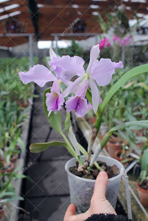 Cattleya jenmanii coerulea 'Pedra Azul' x SELF.jpg