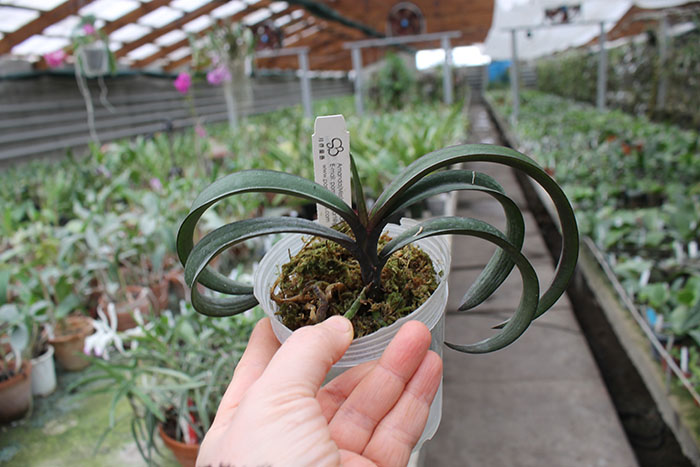 Holconopsis Pingtung Belt (Phalaenopsis Sogo Genki x Holcoglossum wangii).jpg