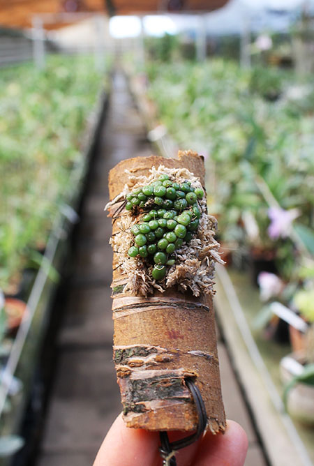 Bulbophyllum moniliforme.jpg