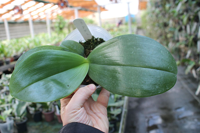 Phalaenopsis Mok Choi Yew (gigantea x violacea).jpg