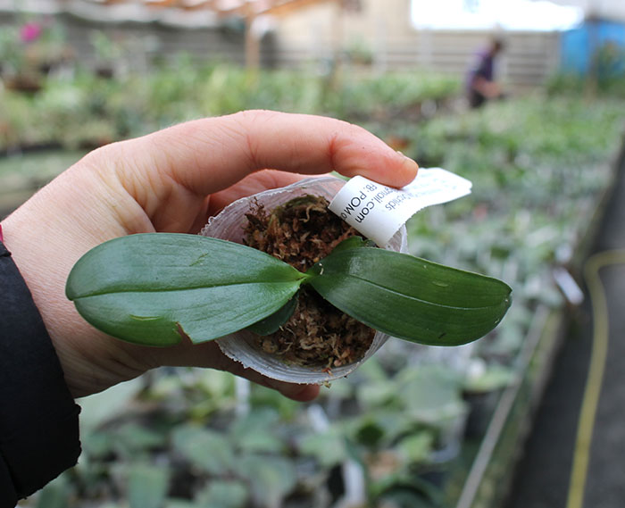 Phalaenopsis Yaphon Snow White 'POM'.jpg