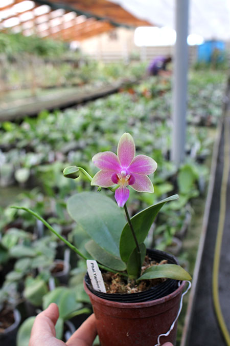 Phalaenopsis Yaphon Pink Bee.jpg
