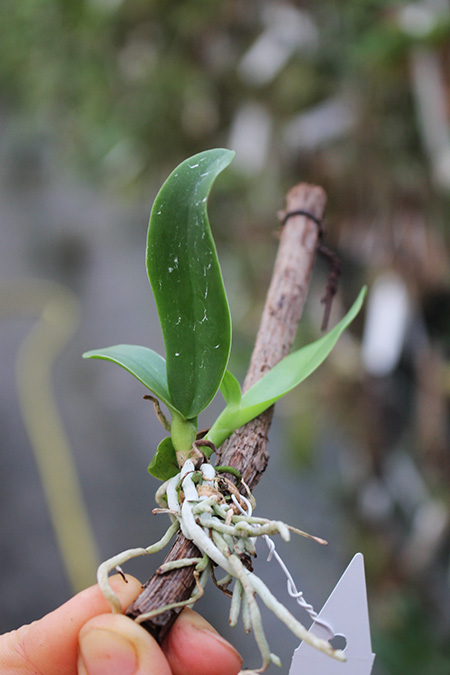 Cattleya x Hardyana.jpg