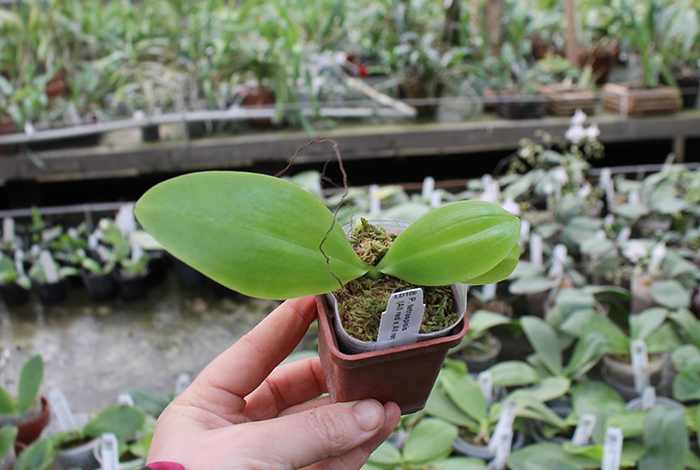 Phalaenopsis tetraspisis (All red x All red with white middle).jpg