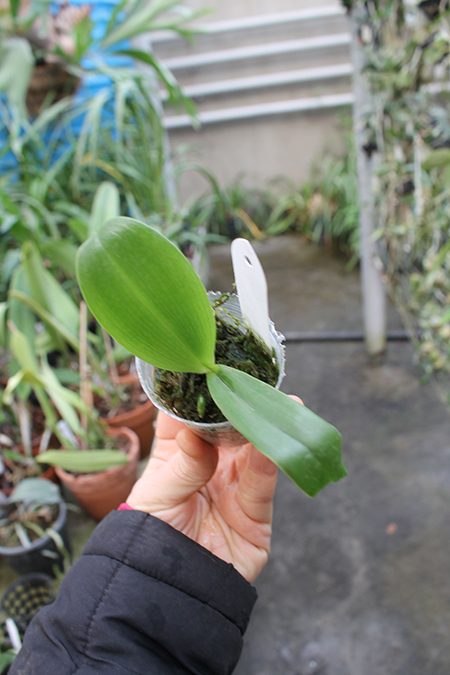 Phalaenopsis Zheng Min Anaconda 'Chienlung #01'.jpg