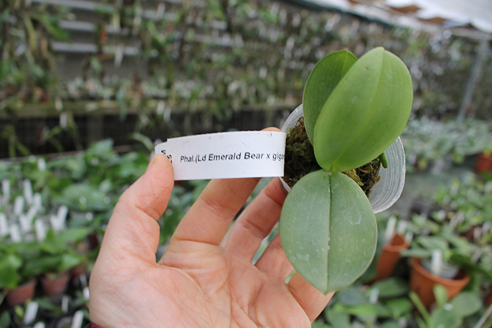 Phalaenopsis Ld Emerald Bear x gigantea.jpg