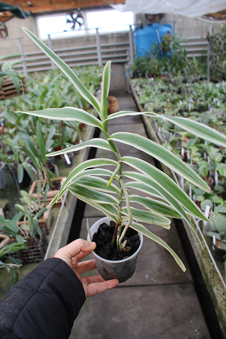 Arachnis flos-aeris variegated.jpg