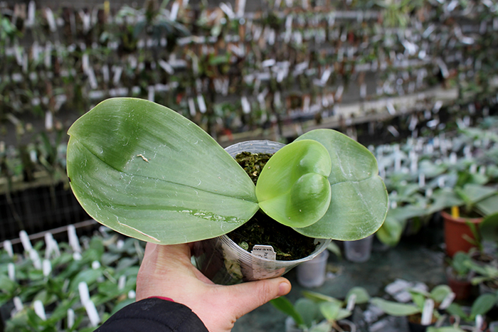 Phalaenopsis KS Happy Eagle x Zheng Min Tyrannosaurus.jpg