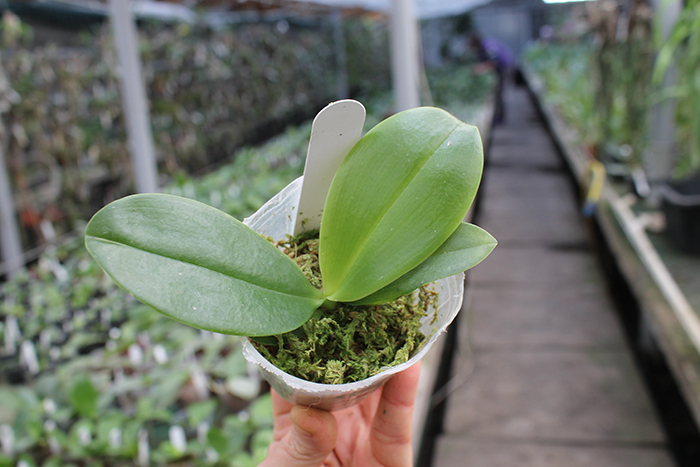 Phalaenopsis Joy Spring Canary ’Taipei’ (MC).jpg