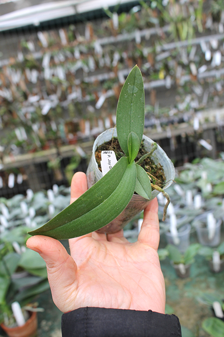 Phalaenopsis Joy Green Bee 'Green Bee'.jpg