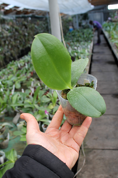 Phalaenopsis Jong's Gigan Cherry x Kingfisher's Dragon Wing.jpg