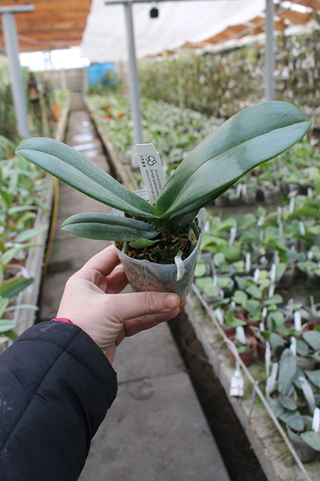 Phalaenopsis Formosa Cranberry.jpg