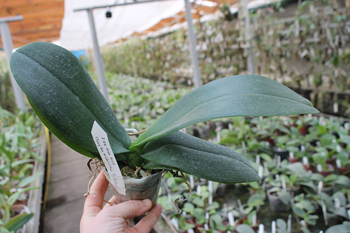 Phalaenopsis GW Green World.jpg