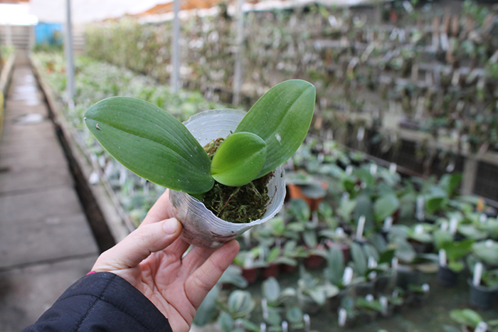 Phalaenopsis Dragon Tree Eagle 'DT168 x Chienlung Golden Diamond.jpg