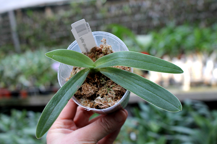 Paphiopedilum fairrieanum.jpg