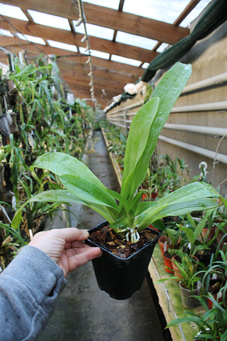 Huntleya meleagris.jpg