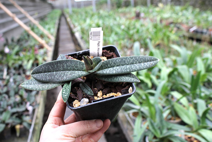 Paphiopedilum micranthum.jpg