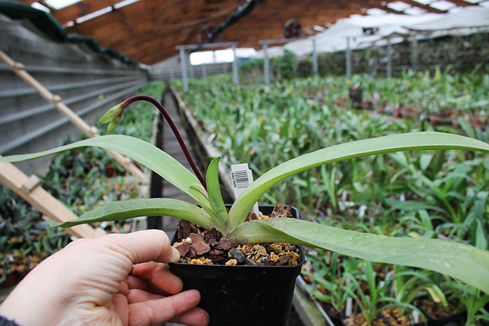Paphiopedilum philippinense.jpg