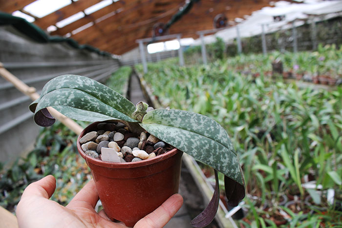 Paphiopedilum St Gratrix x Usuzuki.jpg