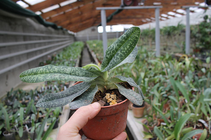 Paphiopedilum delenatii alba.jpg