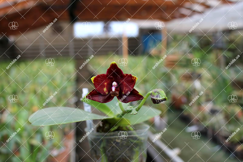 Phalaenopsis (Mituo Golden x Sogo Nihou) x Mituo Prince.jpg