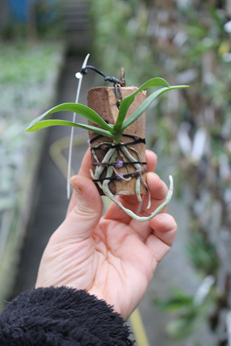 Rhynchorides Dragon Charmy (Sedirea japonica x Rhynchostylis gigantea).jpg