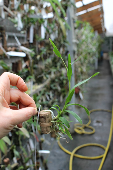 Oerstedella pseudoschumanniana.jpg