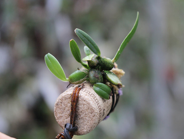 Maxillaria sophronitis.jpg