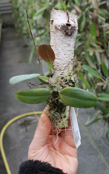 Bulbophyllum plumatum.jpg